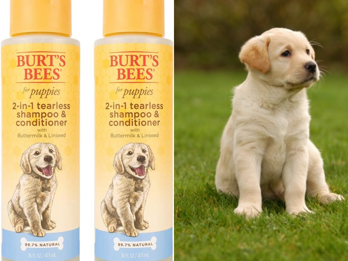 Burt's Bees for Pets' Tearless Puppy Shampoo and a Golden Retriever puppy
